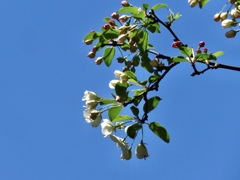 白い花18