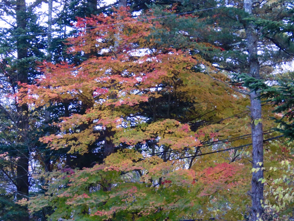 グラデーション