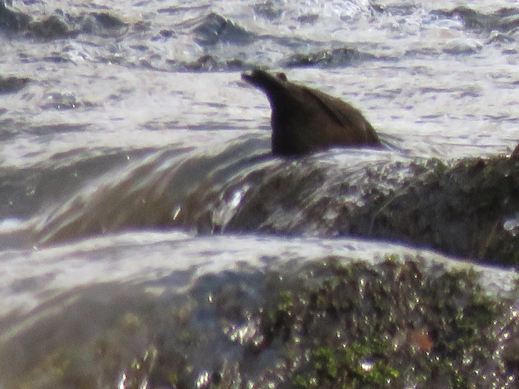 湯川のカワガラス2