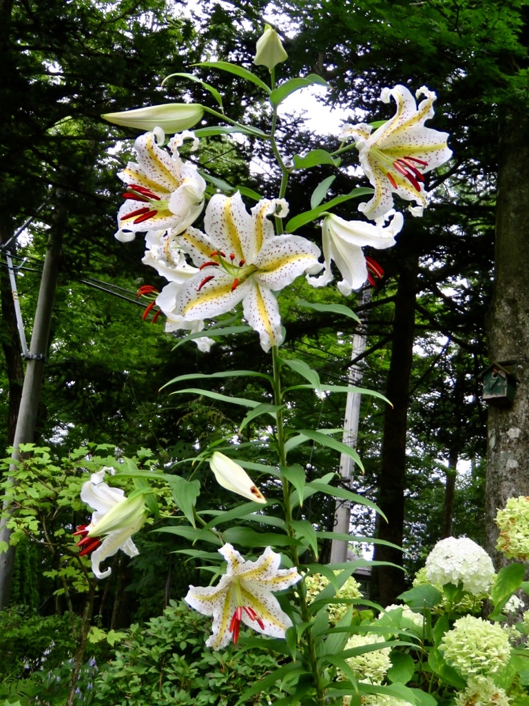 一気に開花