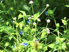 露草と金平糖