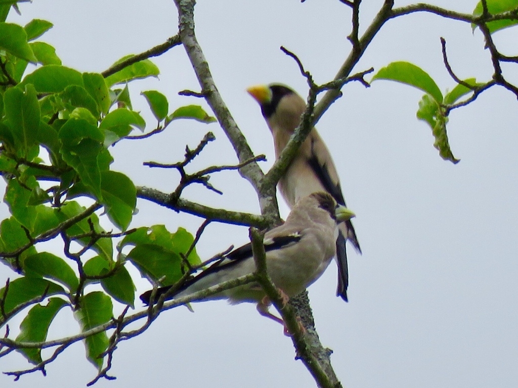 嘴の青い若鳥