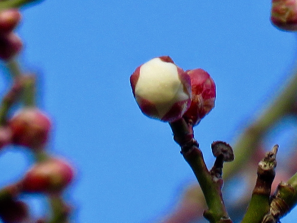 開花直前