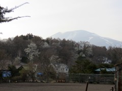 コブシ咲く