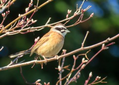 最近散歩中に出会った野鳥５