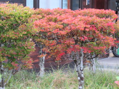 紅葉始まる