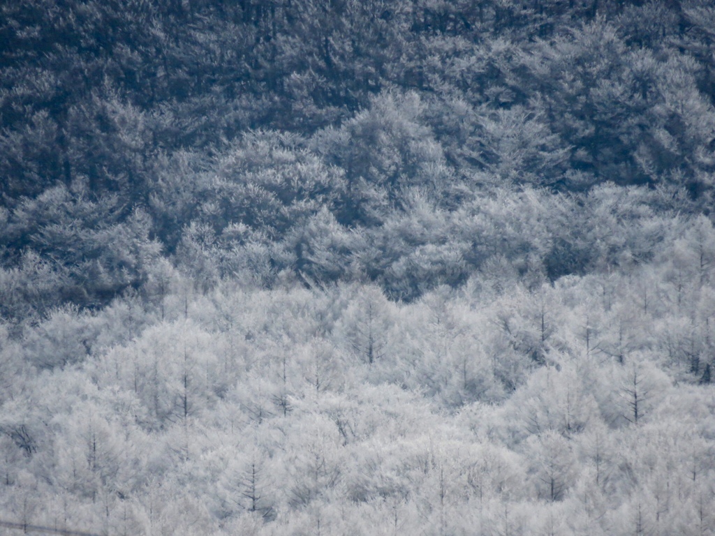 離山の霧氷2