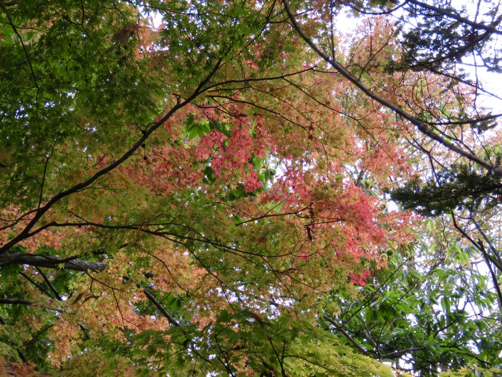 近所の紅葉9