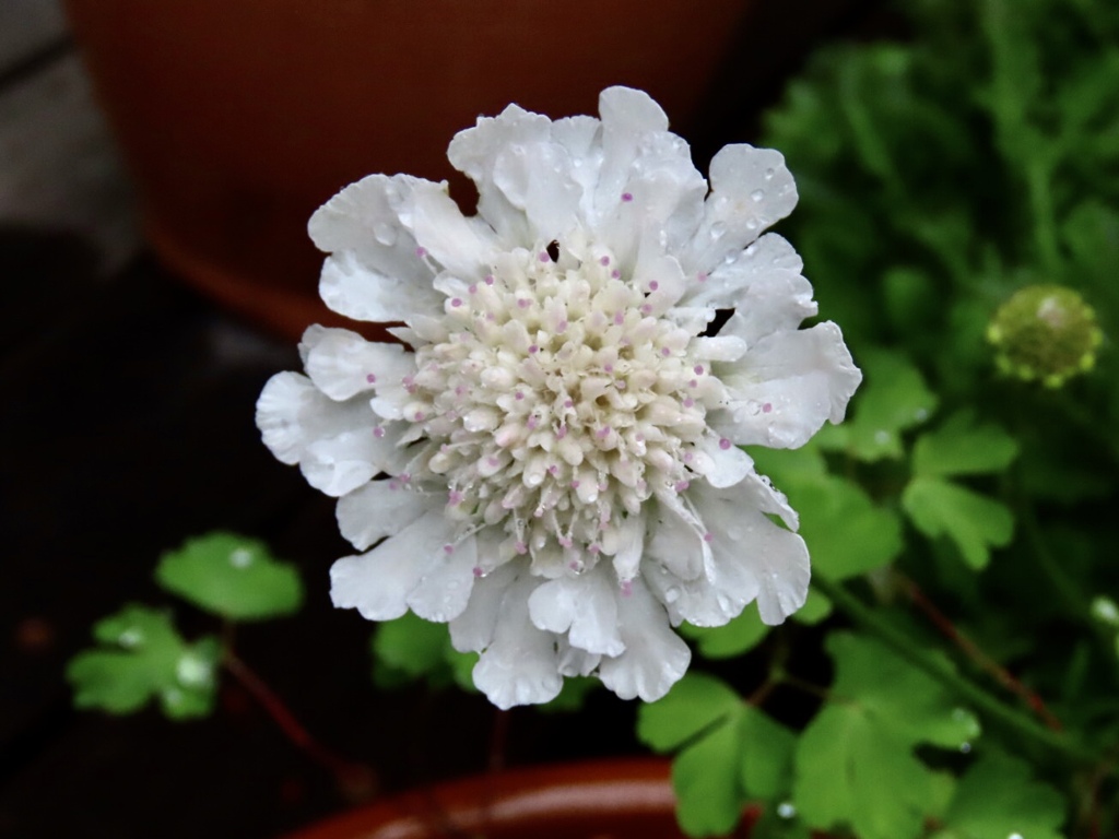 松虫草