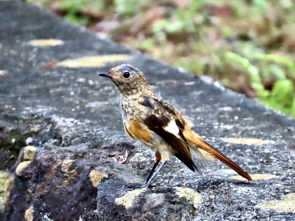 ジョウビタキ若鳥