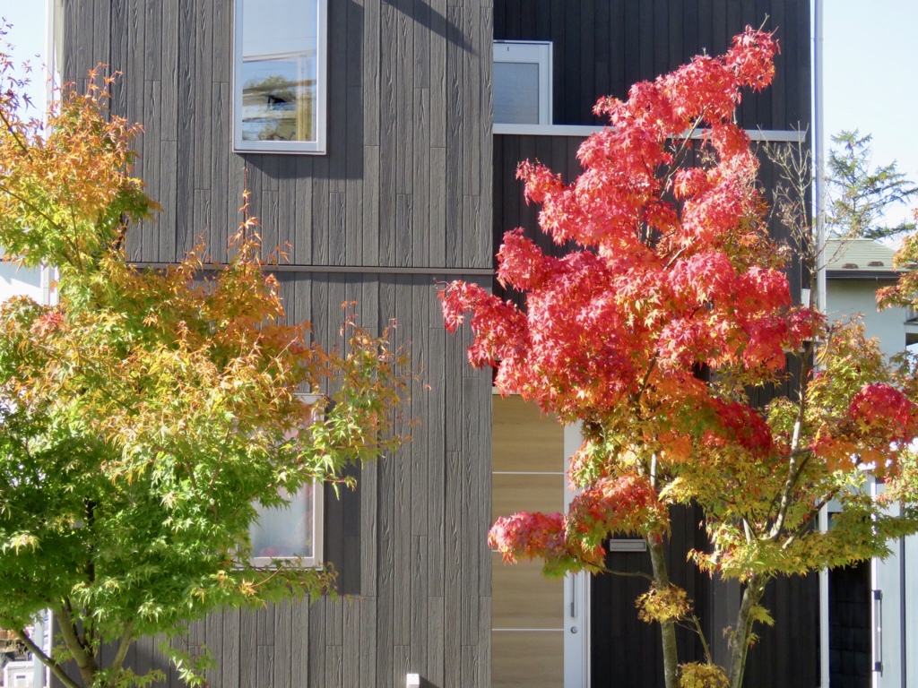 お写ん歩紅葉4