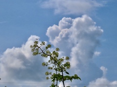ウドの花と入道雲