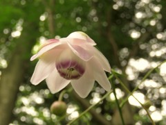 我家の一番花