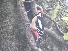 今朝の野鳥