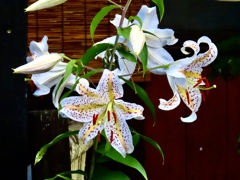 開花