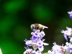 白筋鼈甲花アブ？