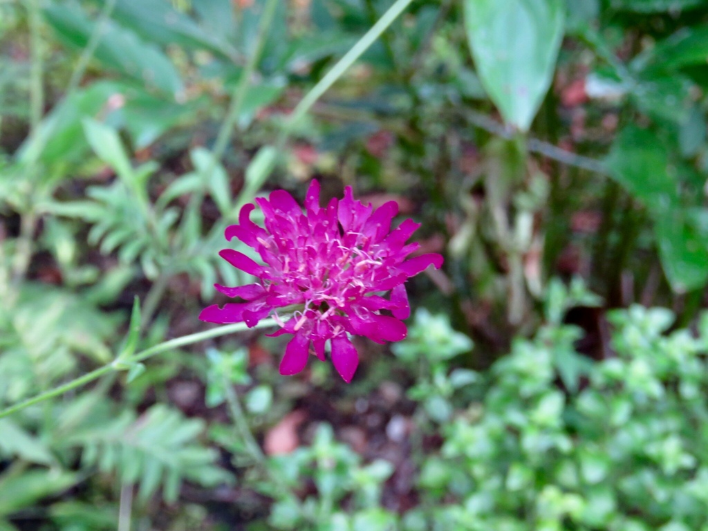 庭のマツムシソウ