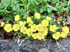 黄色い花