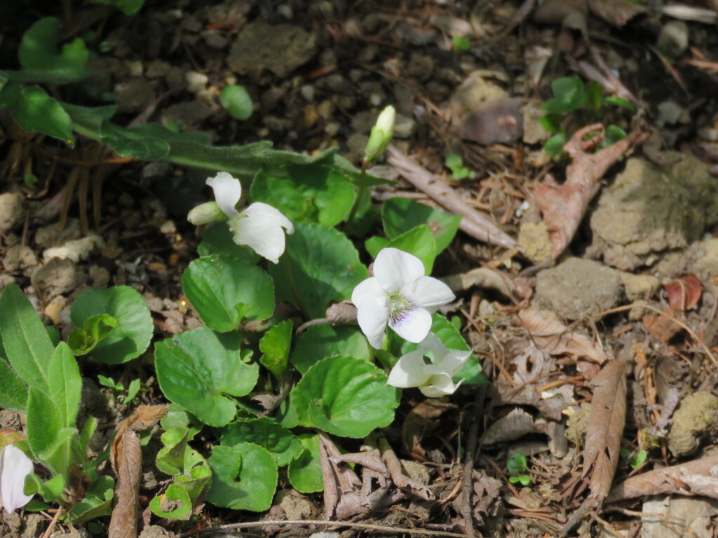 マルバ白スミレ