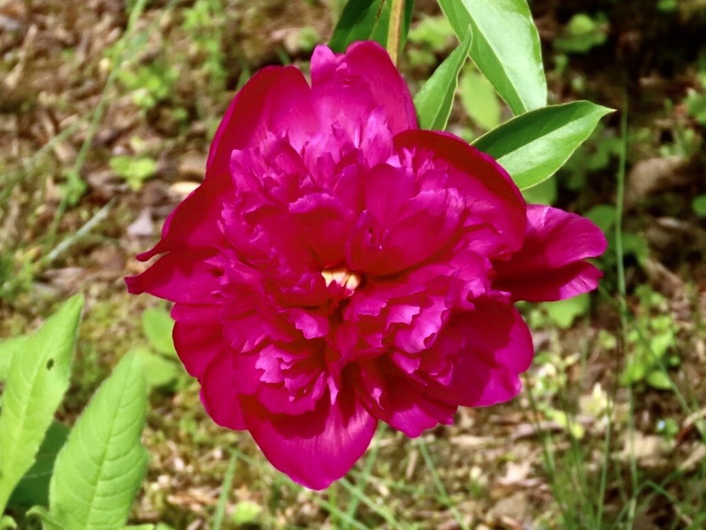 紅花シャクヤク