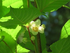 マタタビの花