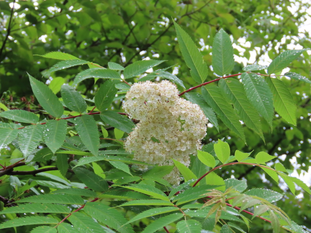 ナナカマドの花