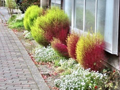 道路沿いの花壇