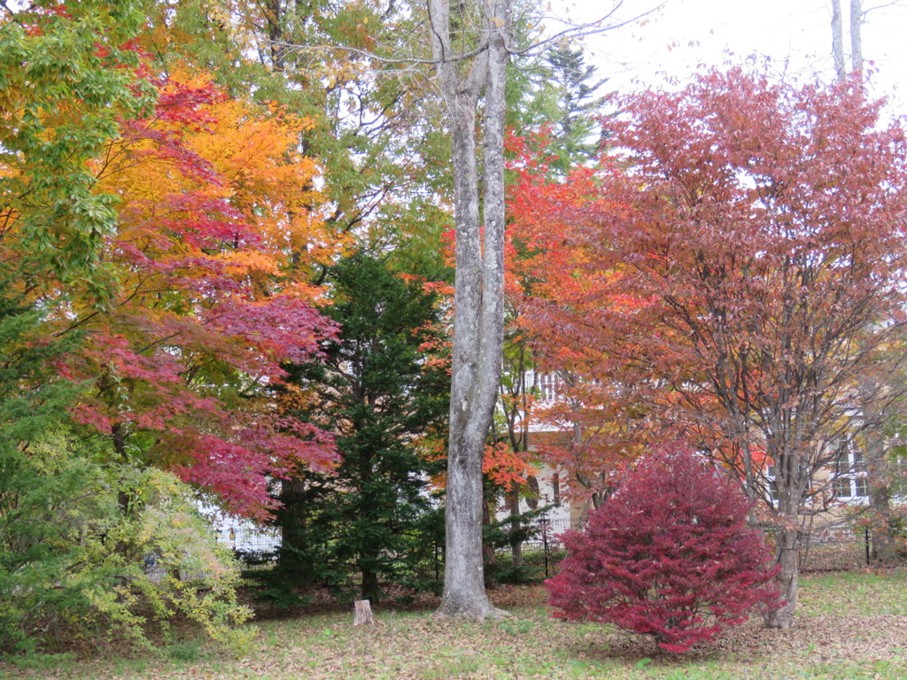 近所の紅葉9