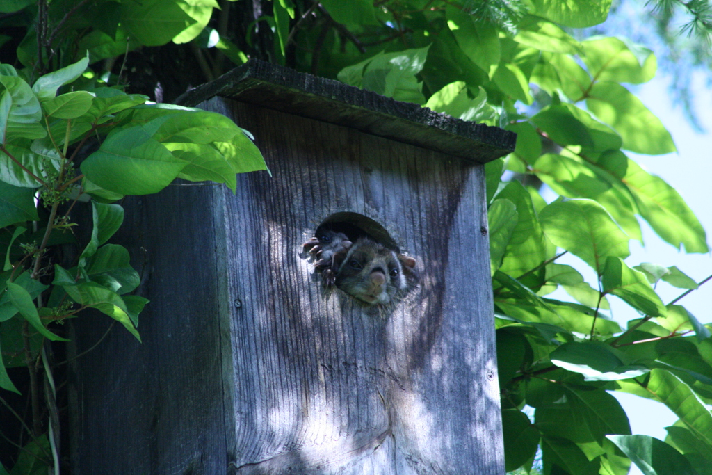 ムササビの兄弟２