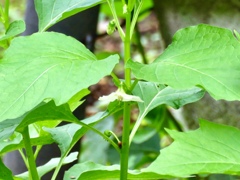 ホオズキの花