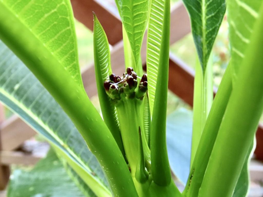 プルメリアの花芽