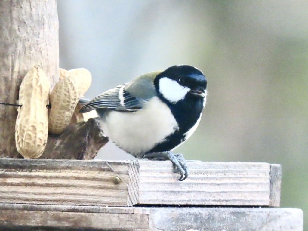 餌台のシジュウカラ①