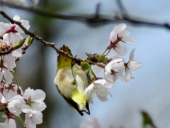 桜とメジロ1