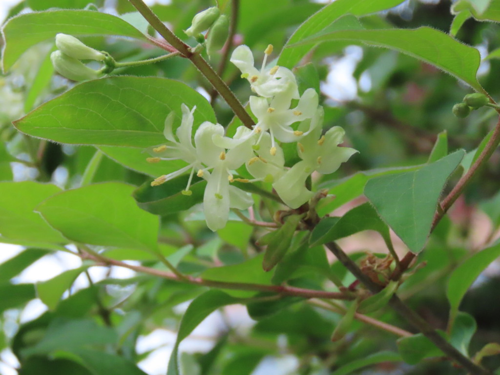 ヒョウタンボクの花