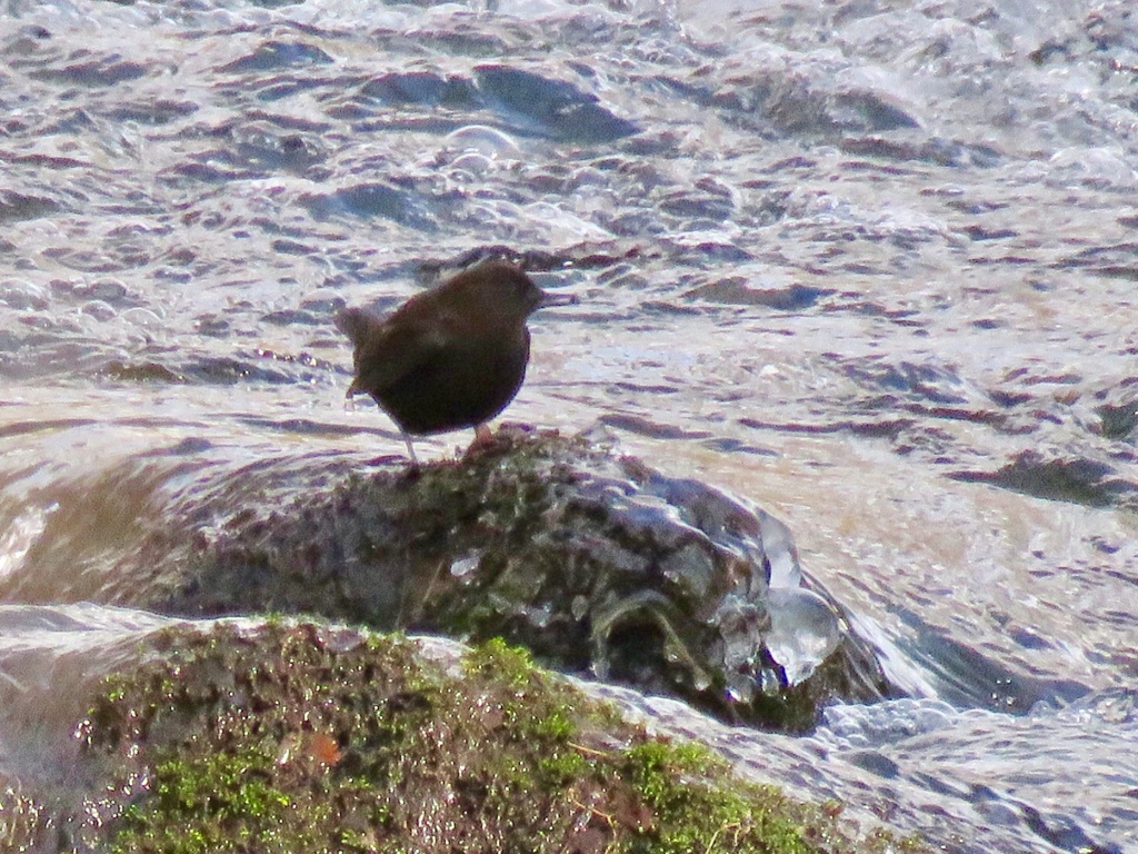 湯川のカワガラス4