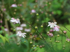 季節の花の女王