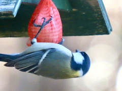 牛脂を突っつくシジュウカラ