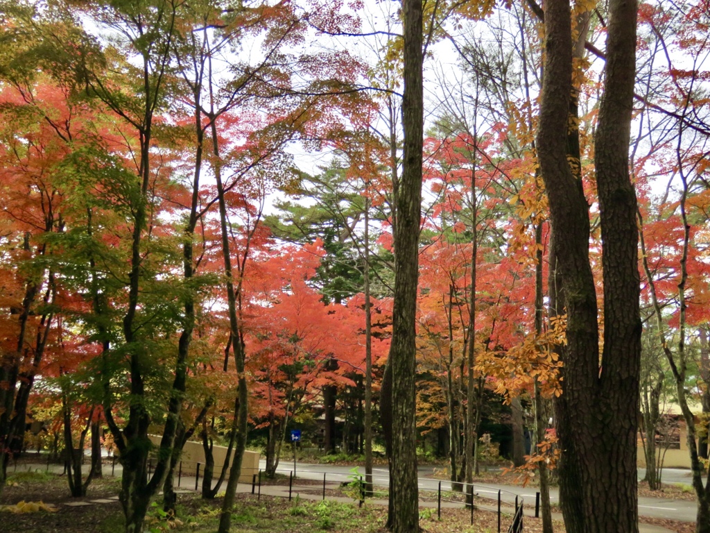 紅葉のピーク10