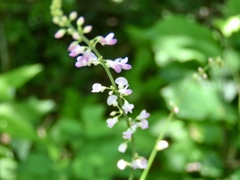ヌスビトハギの花