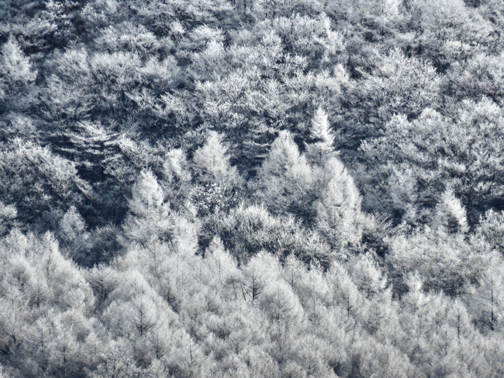 中腹の霧氷