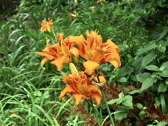 ヤブカンゾウの花