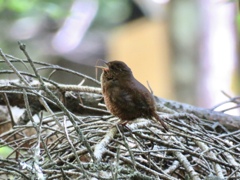 羽繕いが終わって