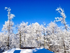 今朝の雪景4