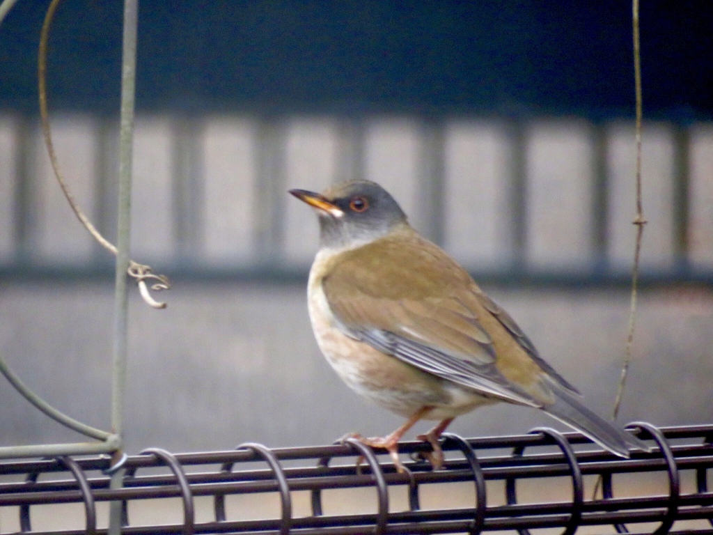 庭の冬鳥