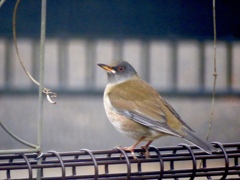 庭の冬鳥