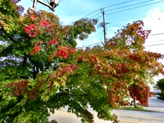 紅葉の始まり