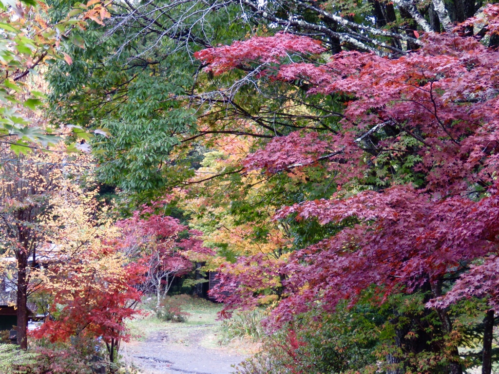 近所の紅葉5