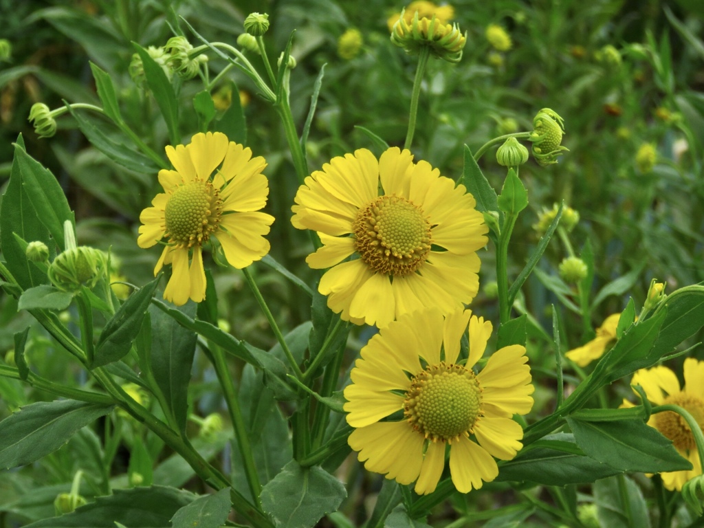 この花の名は？
