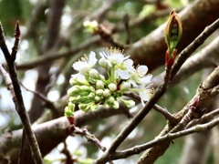 小梨の花