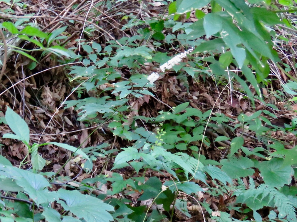 秋の山野草4